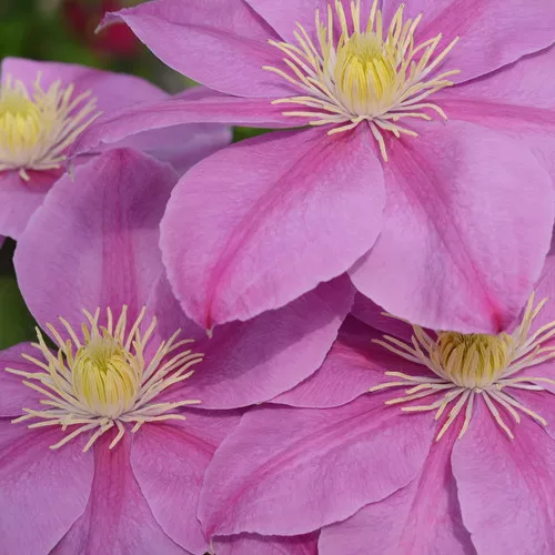 Boulevard Alaina Clematis