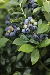 Bountiful™ Delight Blueberry