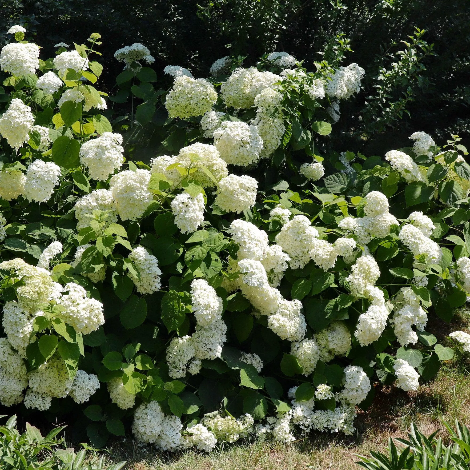 Bounty Smooth Hydrangea