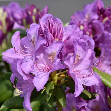 Boursault Rhododendron