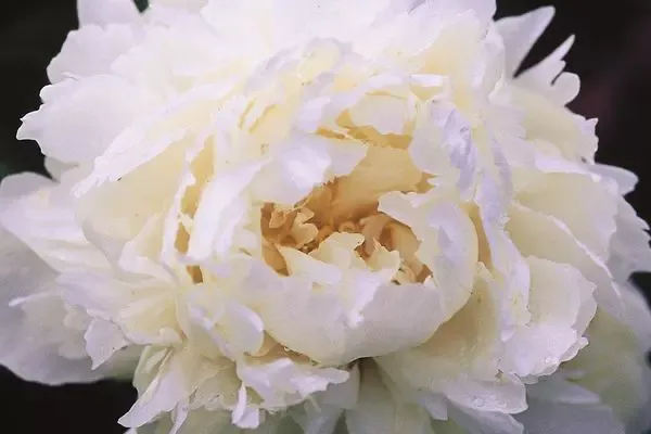Bowl of Cream Peony