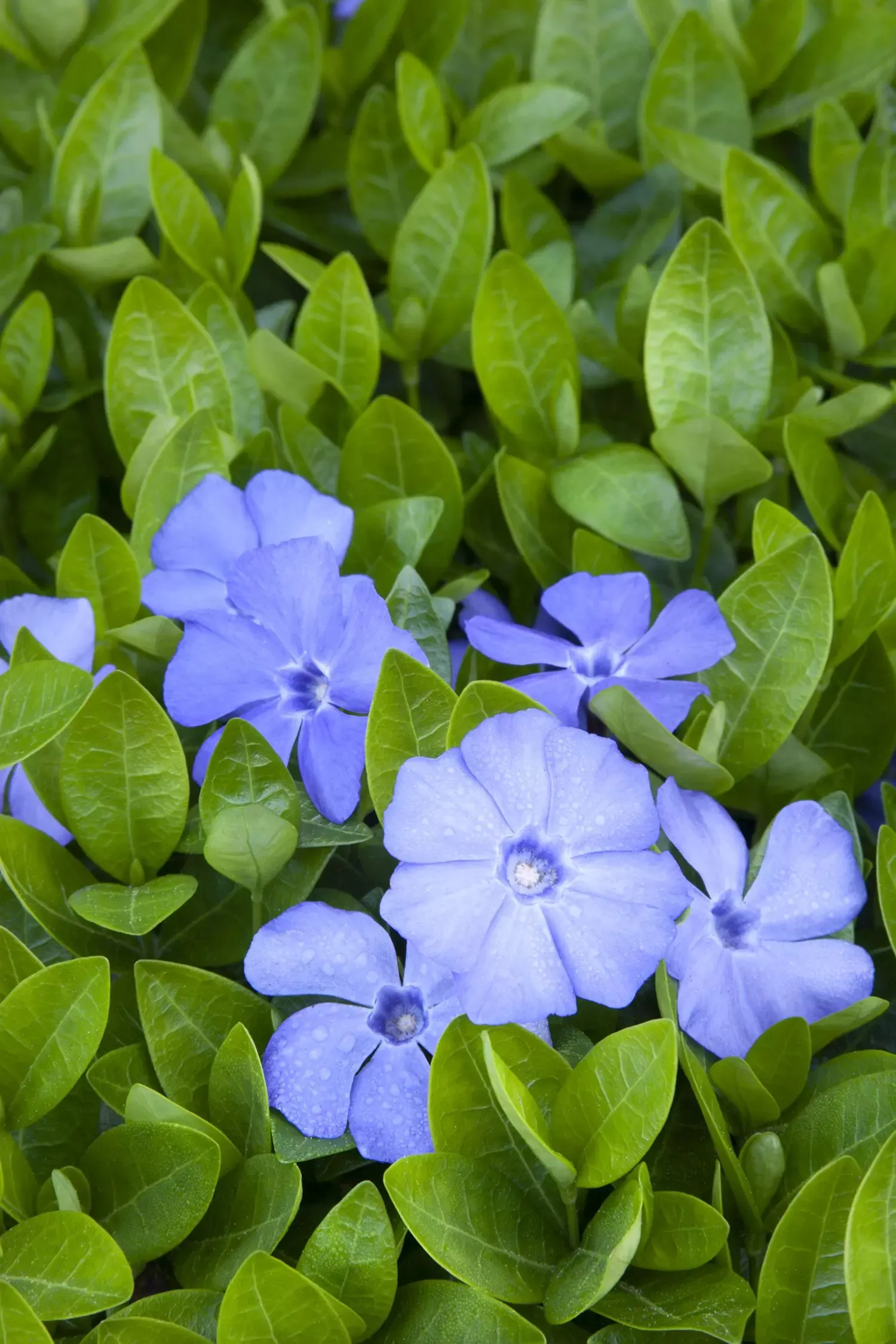 Bowles Common Periwinkle