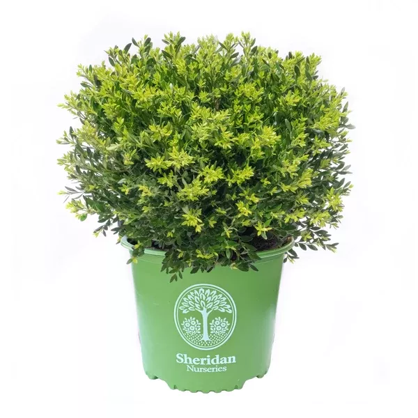 Boxwood - Green Gem