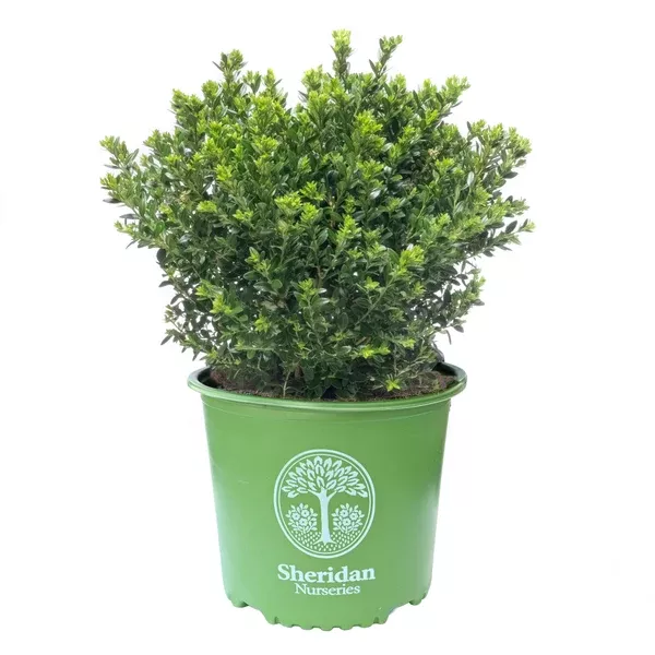 Boxwood - Green Mound