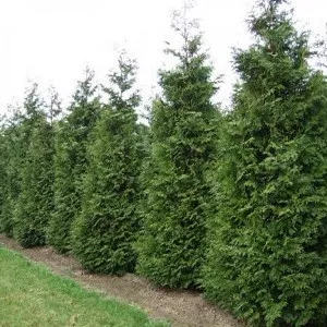 Brabant Cedar