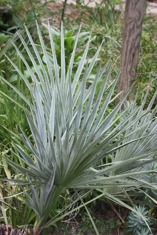 Brahea decumbens