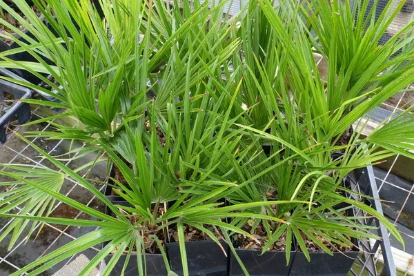 Brahea sp. nov. 'Super Silver'