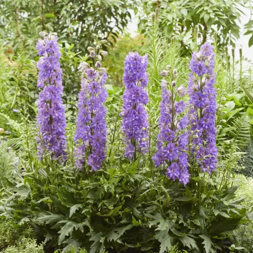 Breezin Bee Delphinium