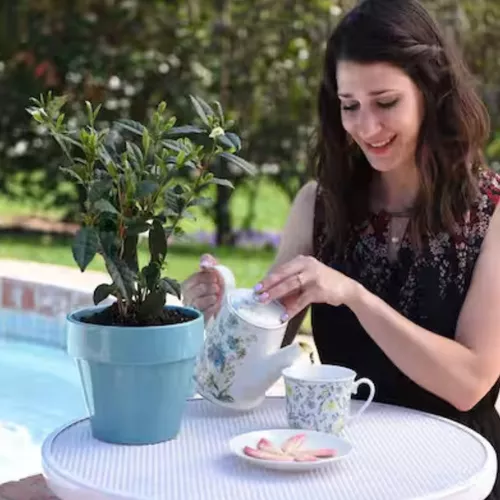 Brew-Tea-Ful Camellia