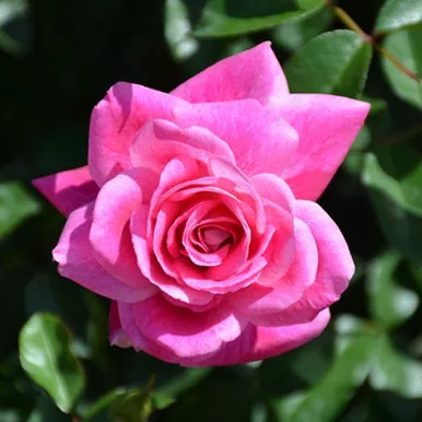 Brilliant Pink Iceberg Floribunda Rose