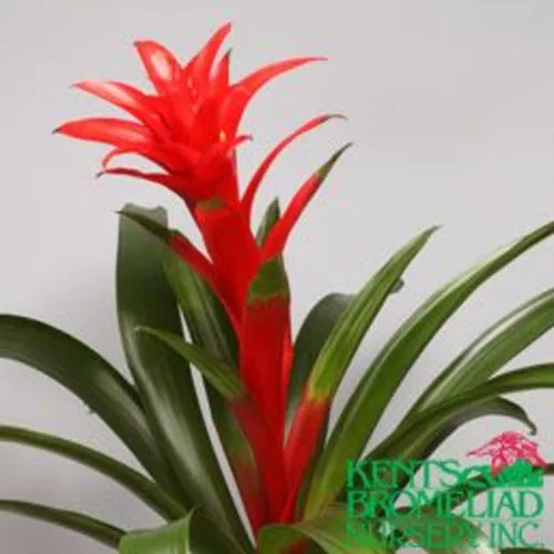 Brimstone Bromeliad