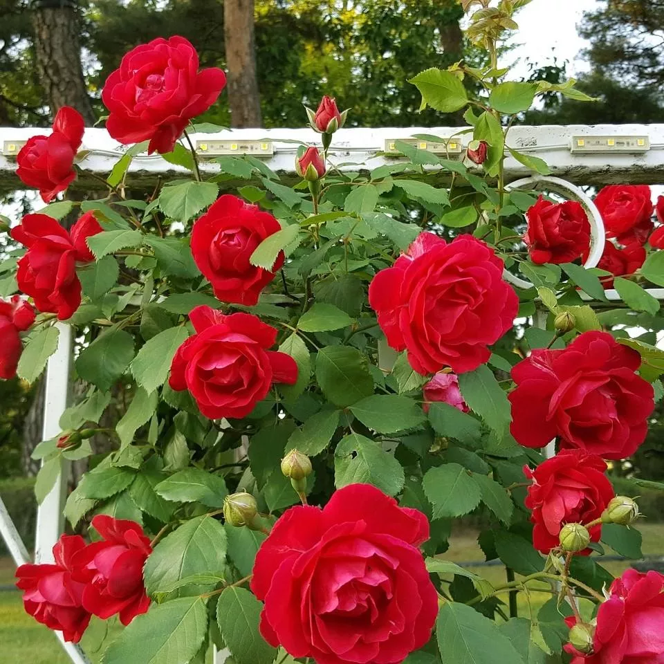 Brindabella™ Red Empress Rose