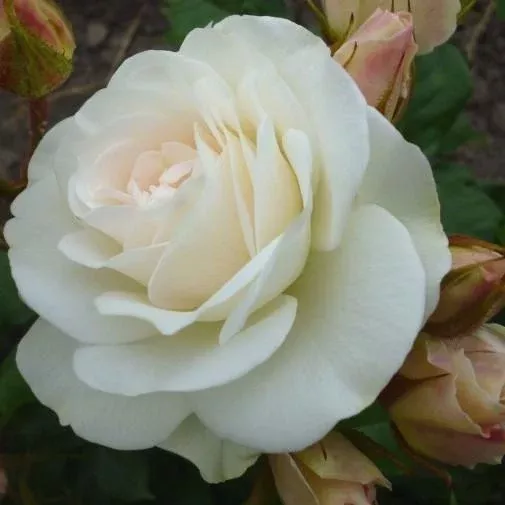 Brindabella™ Touch of Pink Rose