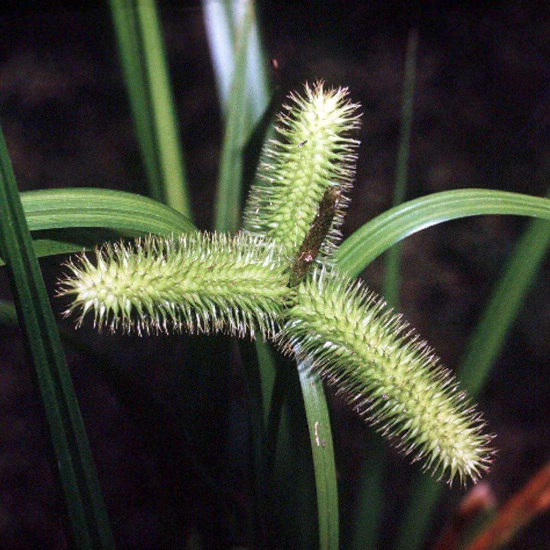 Bristly Sedge