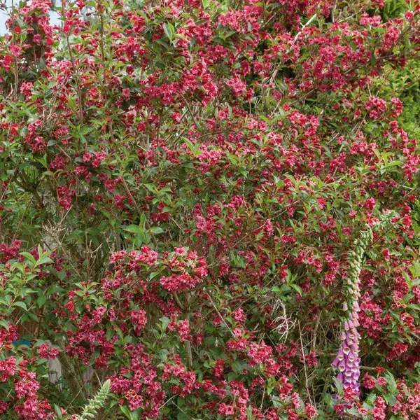 Bristol Ruby Old Fashioned Weigela