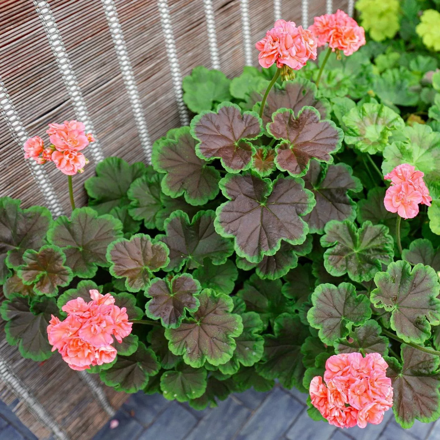 Brocade Salmon Night Zonal Geranium