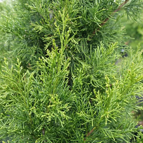 Brodie Eastern Red Cedar