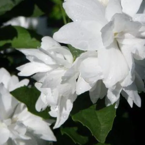 Buckley's Quill Mock Orange