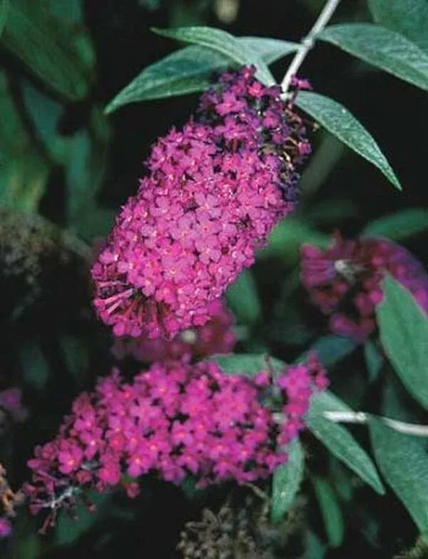 Buddleia 'Attraction'