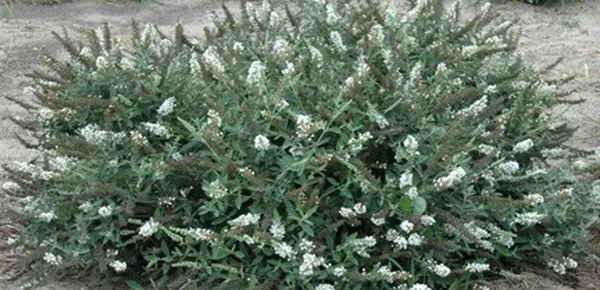 Buddleia 'Ice Chip' PP 24,015