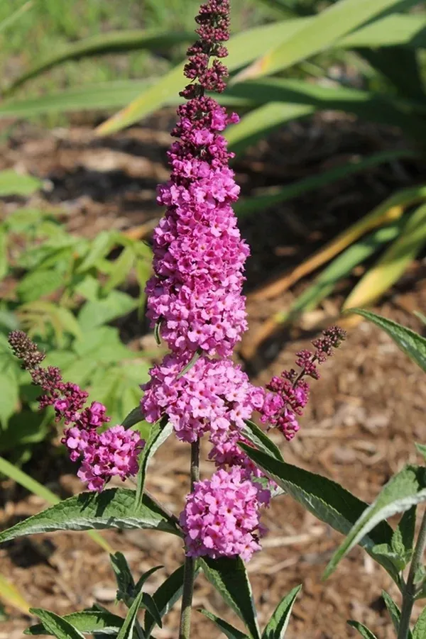 Buddleia 'Pink Micro Chip' PP 26,547