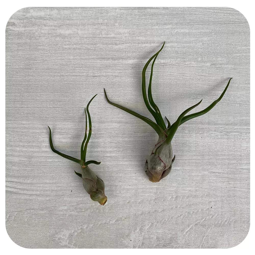Bulbosa