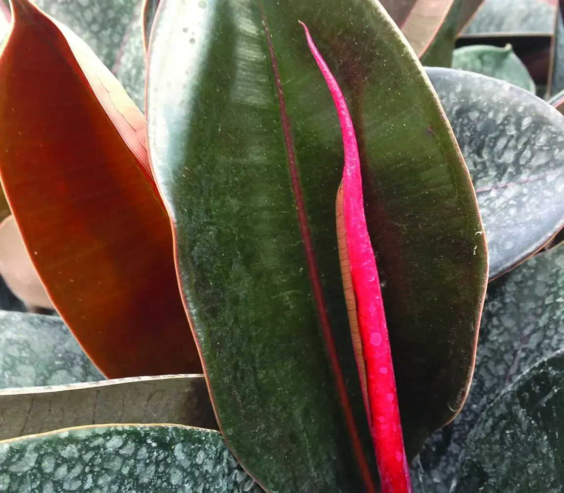 Burgundy Ficus
