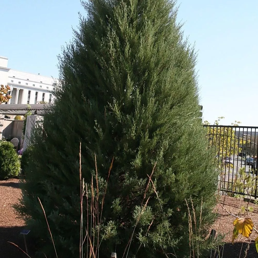 Burkii Red Cedar
