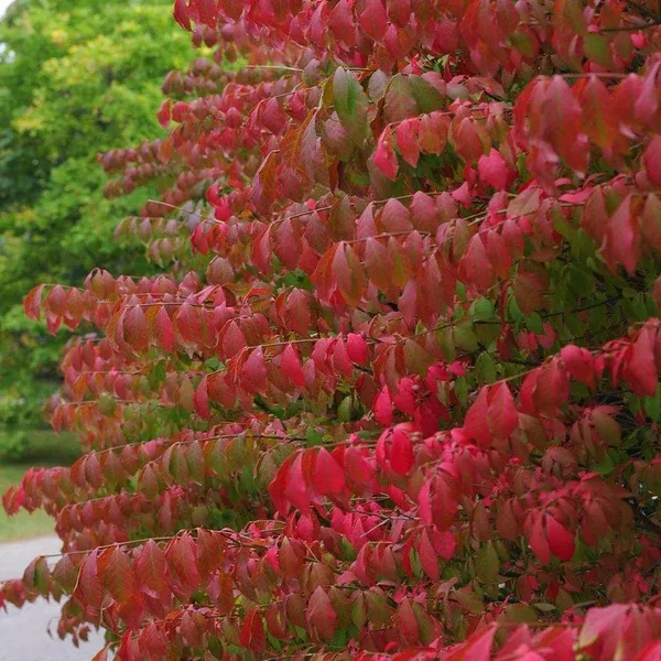 Burning Bush# 3 Container