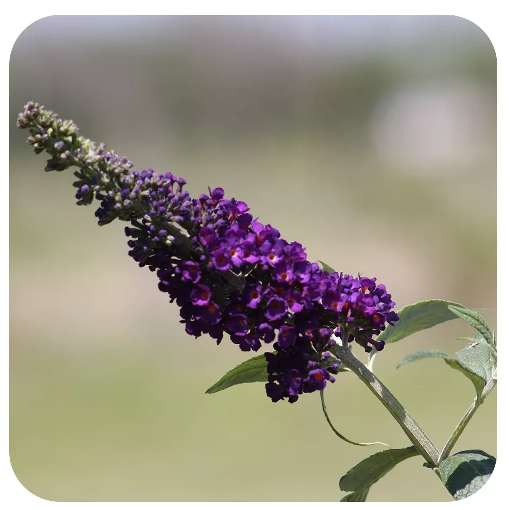 Butterfly Bush 'Black Knight' (Buddleia)
