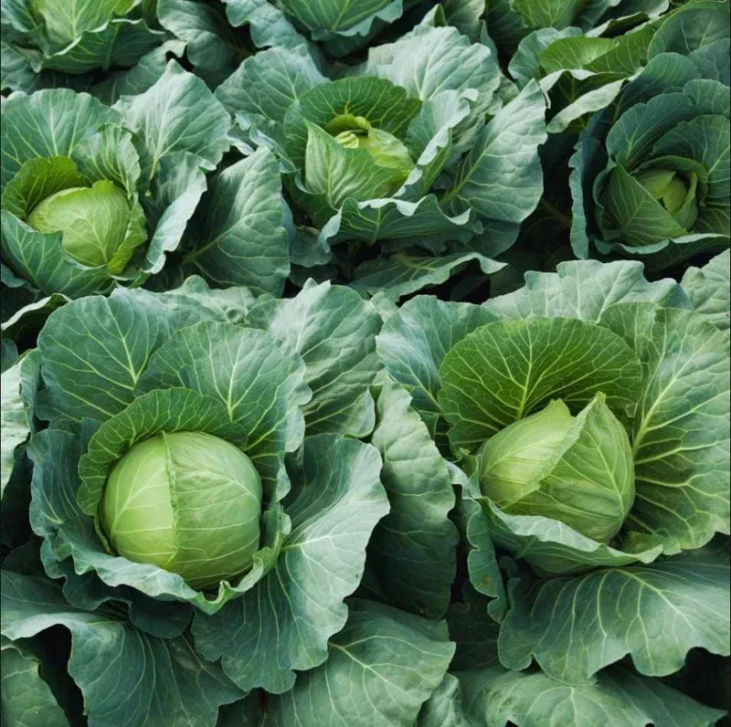Cabbage Live Plants – Set of 2 Vegetable Starter Plants, 3-5 Inch Tall