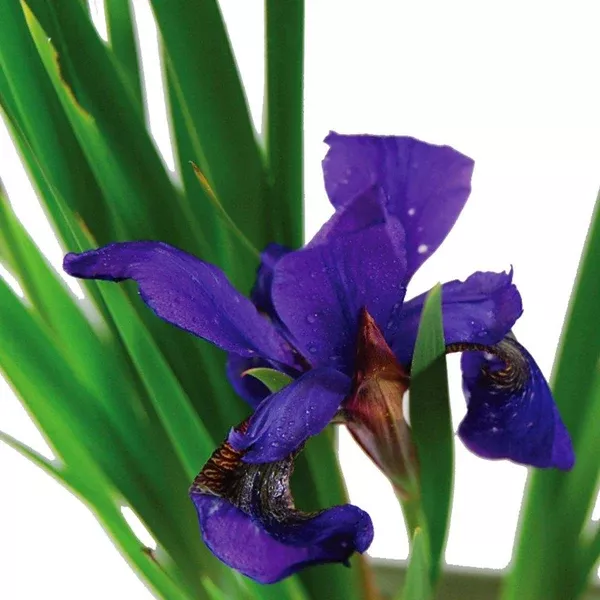 Caesars Brother Siberian Iris# 1 SGC Cont