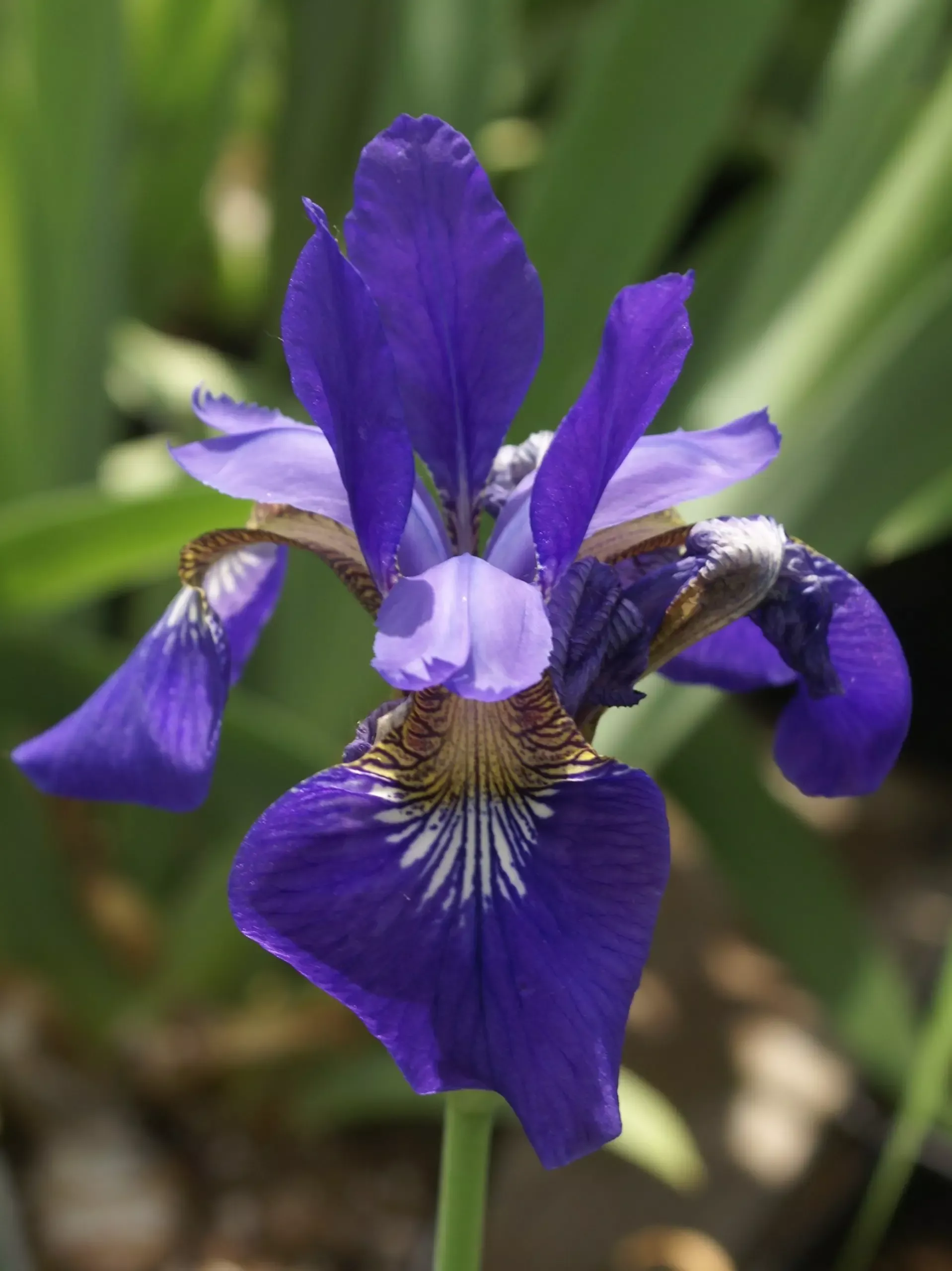 Caesars Brother Siberian Iris