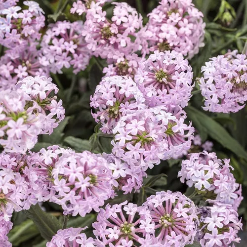 Cake Pops Pink Tuberous Verbena