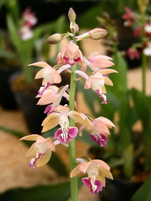 Calanthe Hizen Hybrids