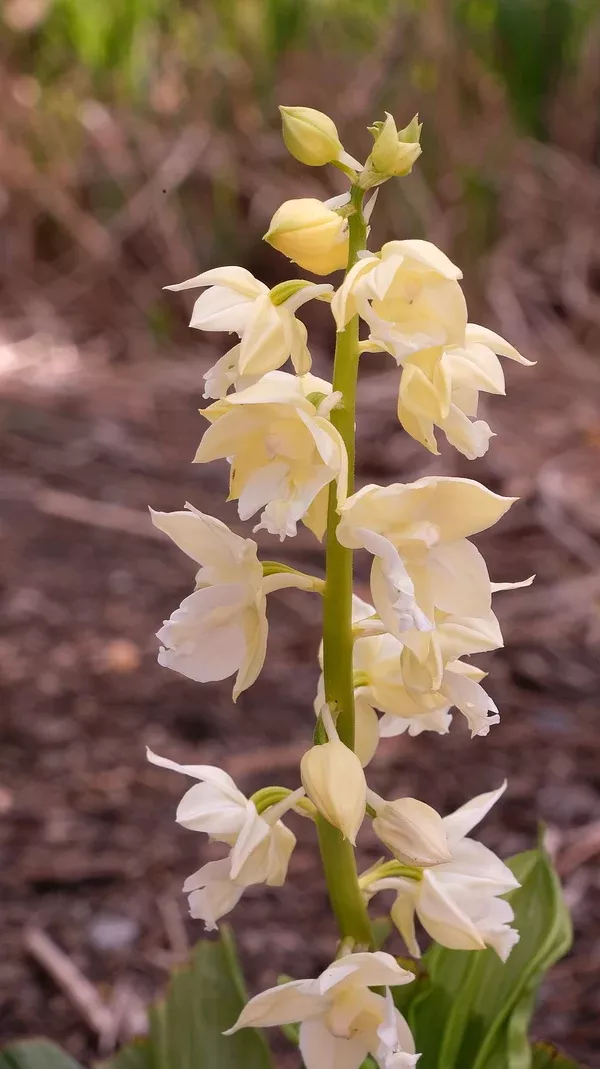 Calanthe 'Kojima White'