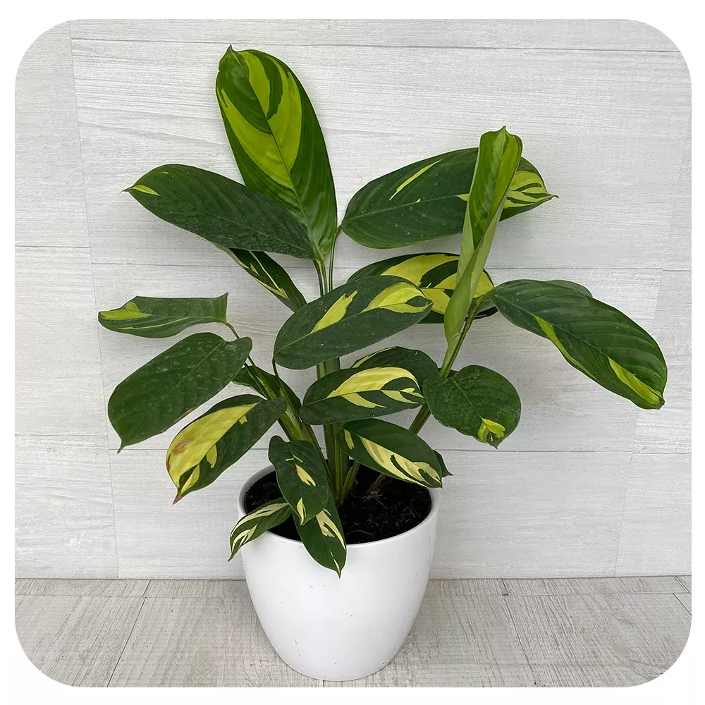 Calathea Ctenanthe Lubbersiana