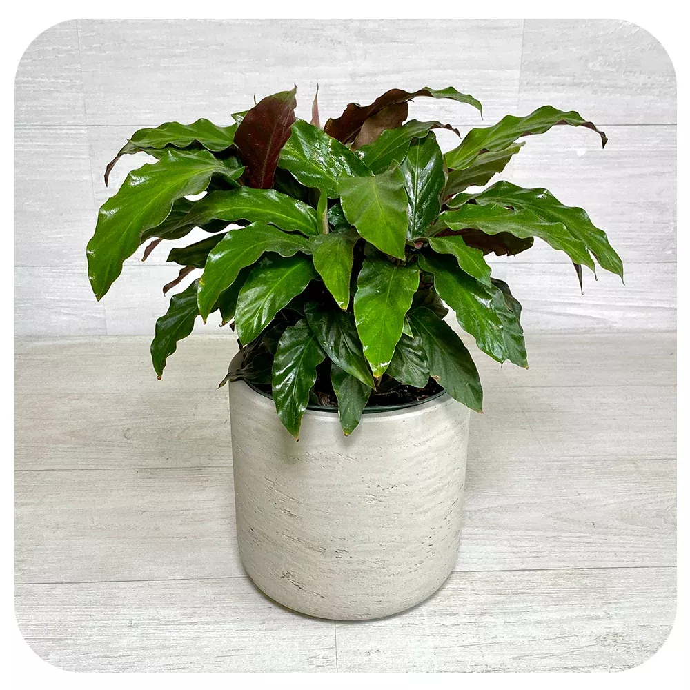 Calathea 'Rufibarba"'