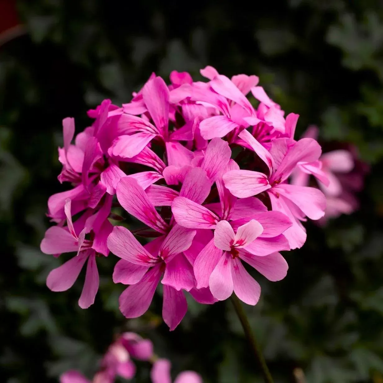 Caldera™ Pink Geranium