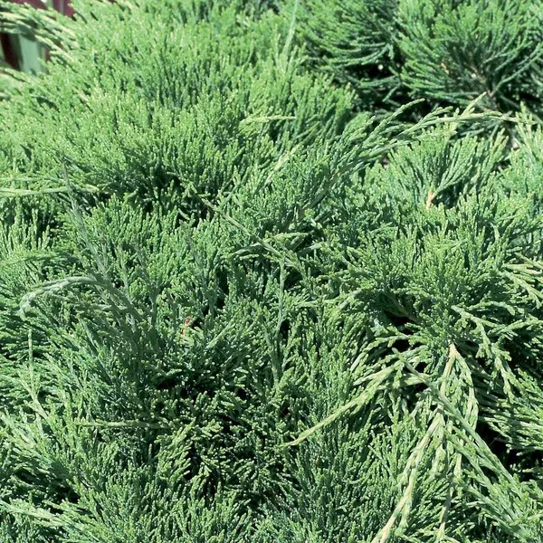 Calgary Carpet Savin Juniper # 3 Container