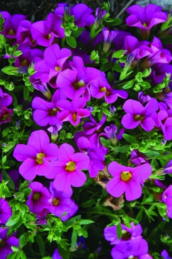 Calibrachoa 'Minifamous Pink'