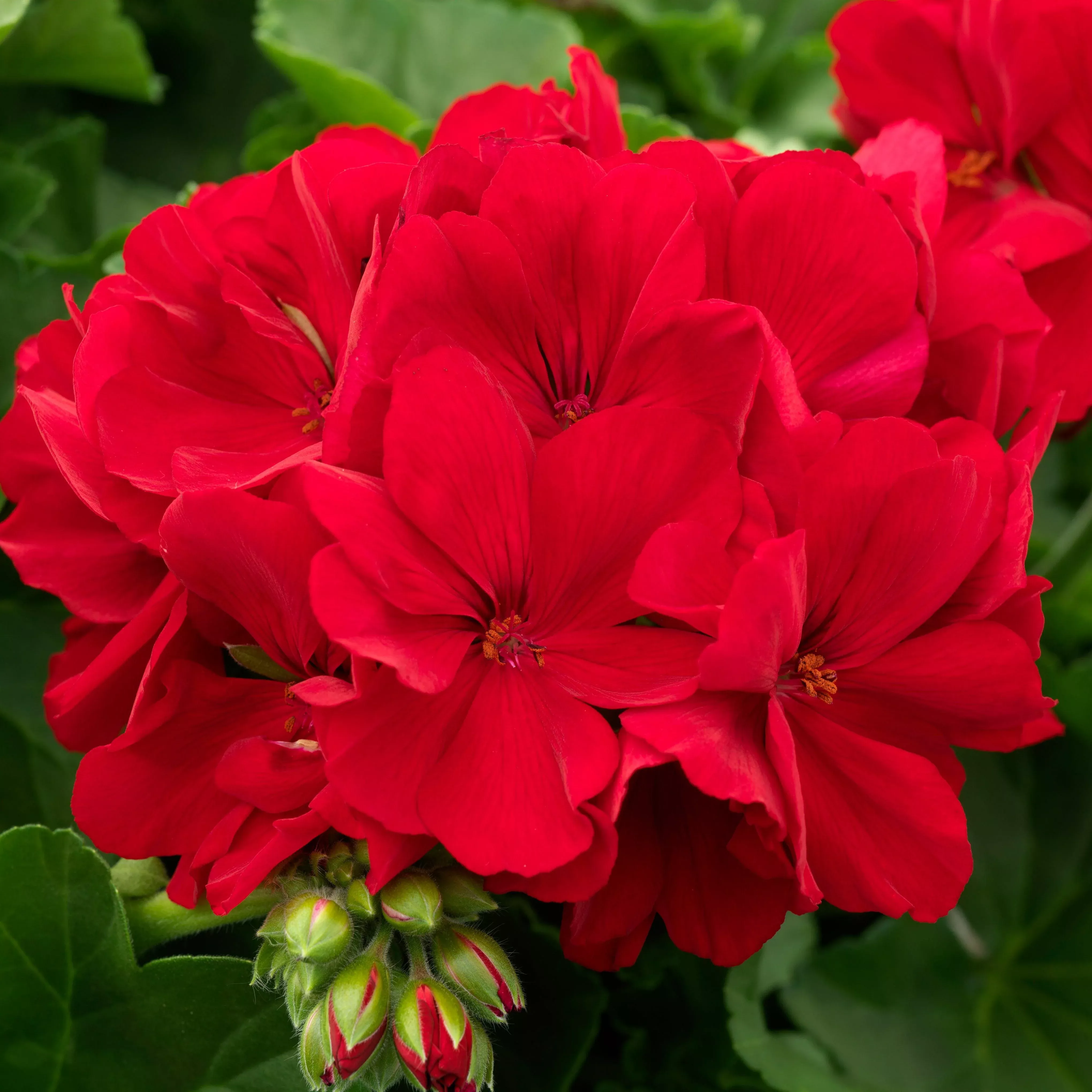 Calliope Large Dark Red Geranium
