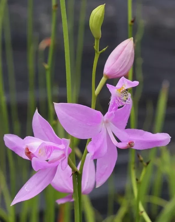 Calopogon tuberosus