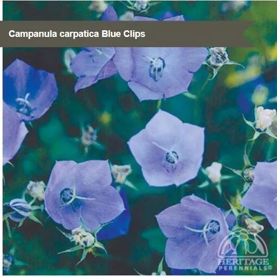 Campanula 'Blue Clips'