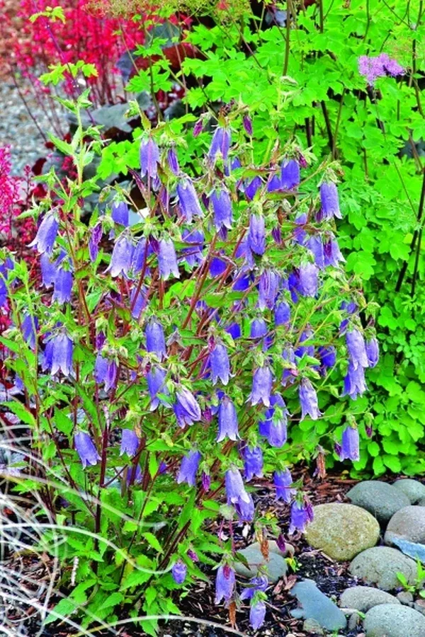 Campanula 'Summertime Blues' PP 19,261