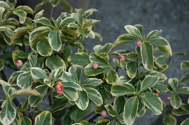Canadale Gold Euonymus