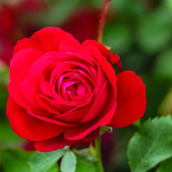 Canadian Shield 49th Parallel Collection Rose