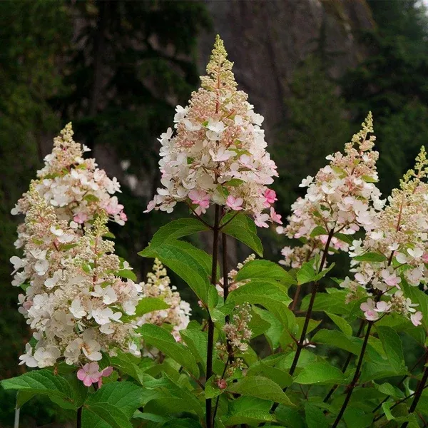 Candelabra Hydrangea # 2 BE Cont
