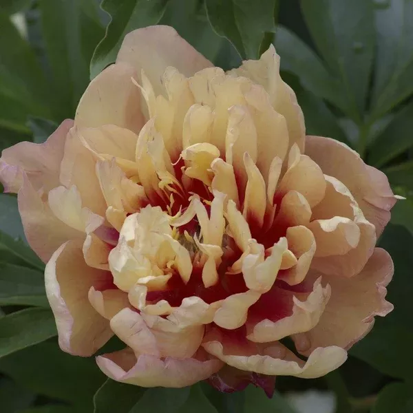 Candy Cane Itoh Peony