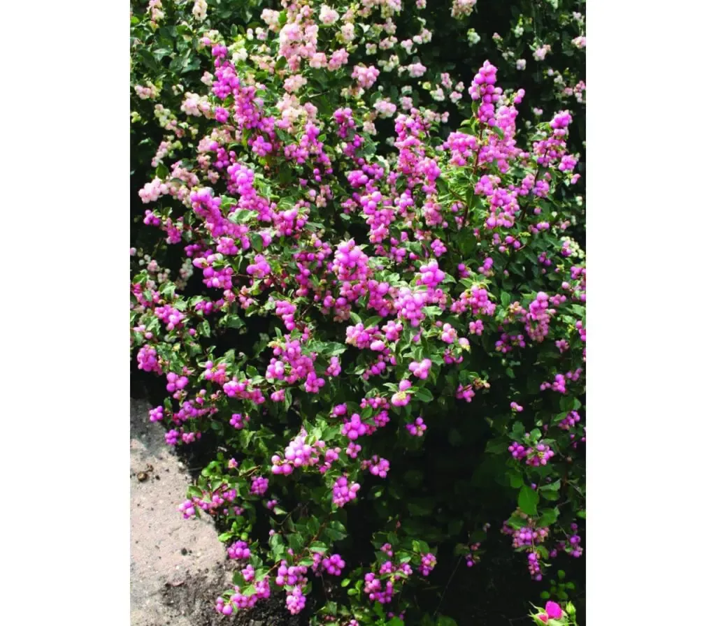 Candy™ Coralberry